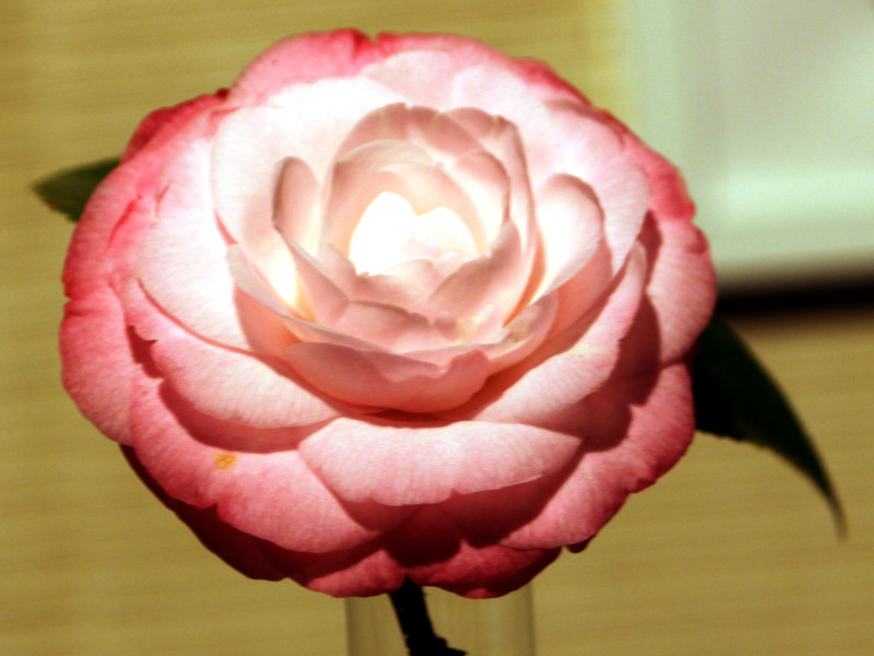 Camellia japonica 'Desire'