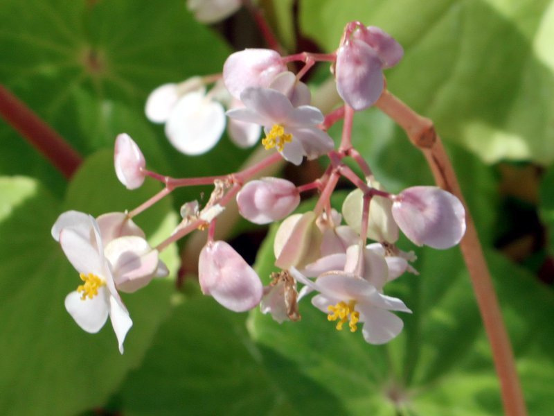 Begonia fenicis