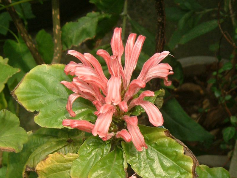 Justicia carnea