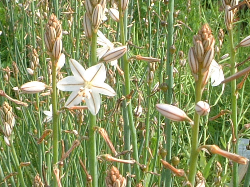 ハナツルボラン Asphodelus Fistulosus かぎけん花図鑑