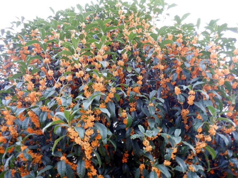 丹桂 Osmanthus Fragrans Var Aurantiacus 科技研花图画书