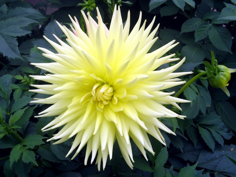 Dahlia