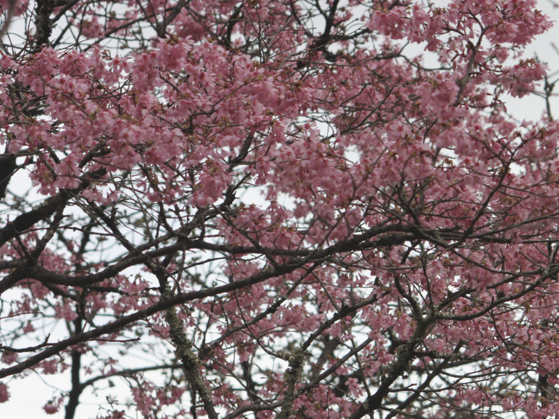 Okame-zakura