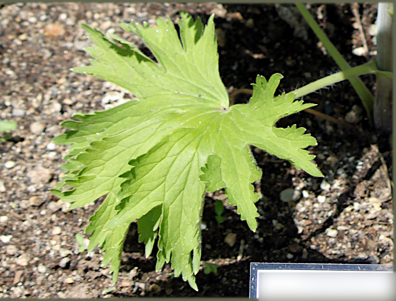 Delphinium lark spur