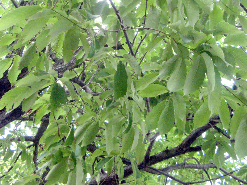 コナラ Quercus Serrata かぎけん花図鑑