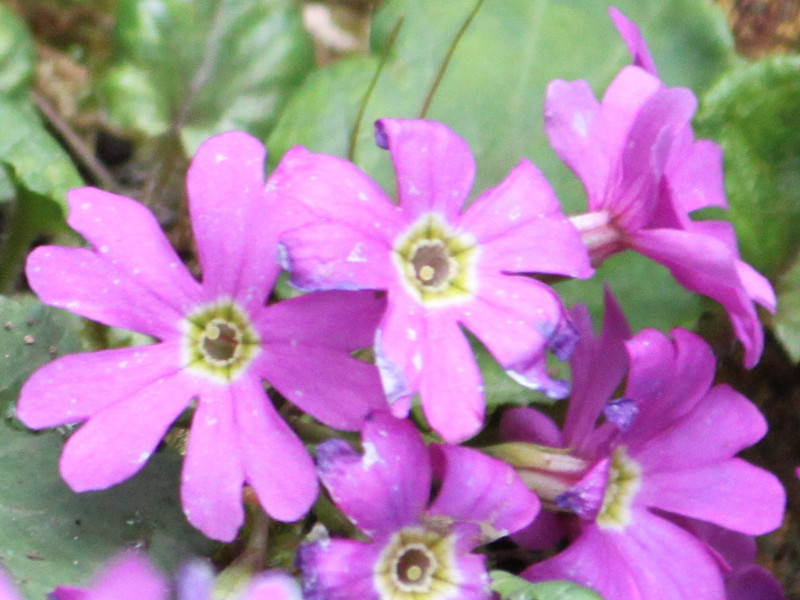 Primula tosaensis