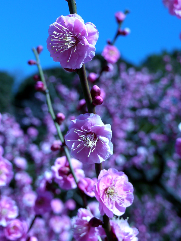 Prunus mume 'Mikaikou'