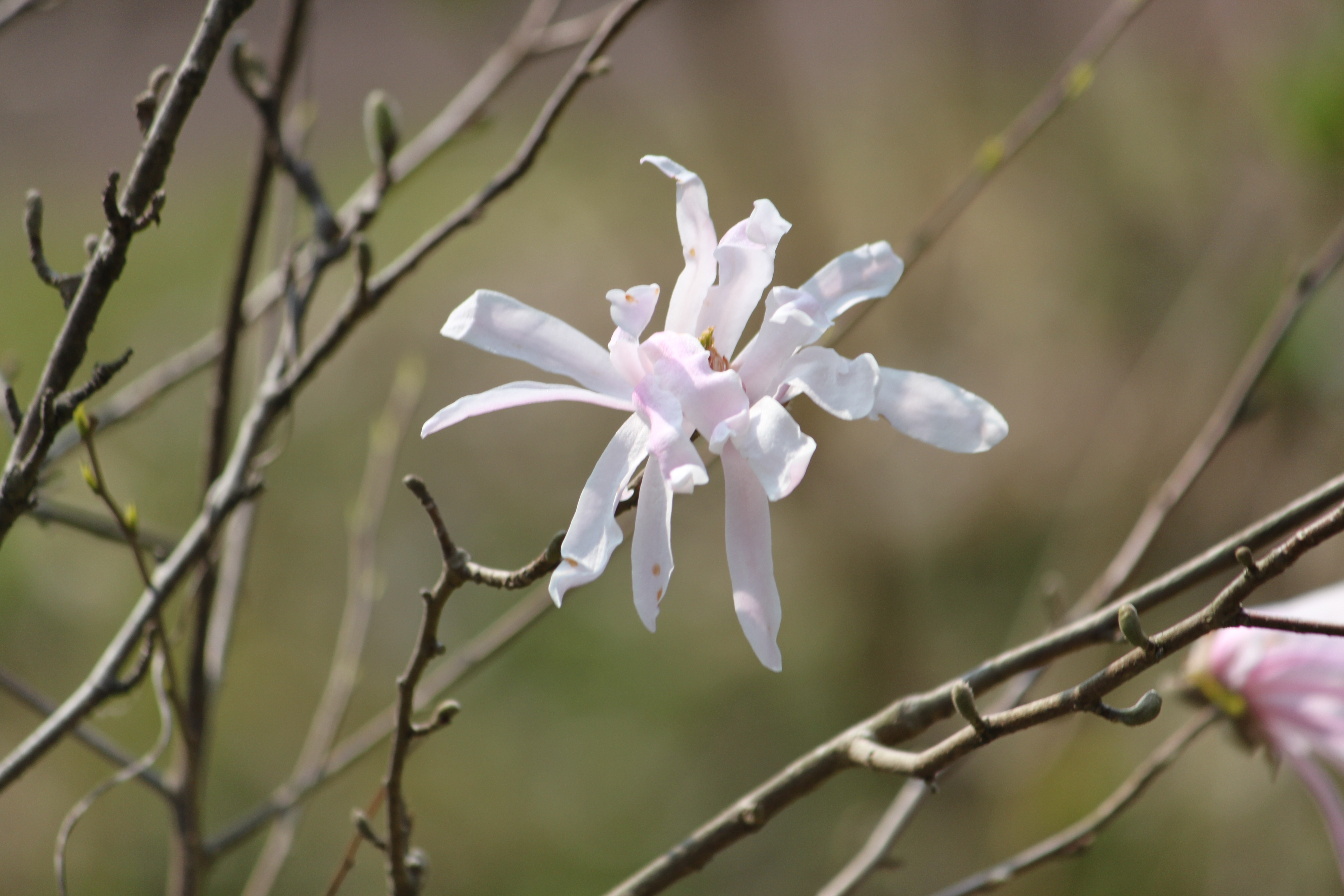 シデコブシ Magnolia Stellata かぎけん花図鑑