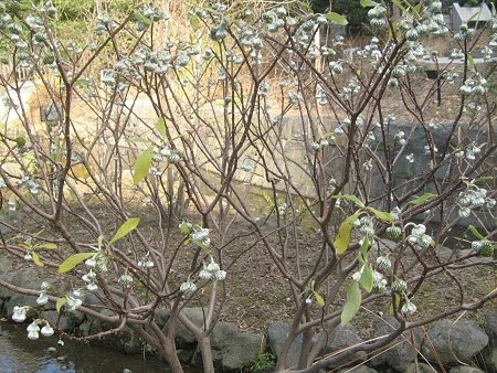 Oriental paperbush