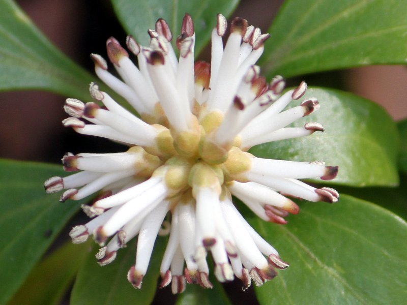 フッキソウ Pachysandra Terminalis かぎけん花図鑑