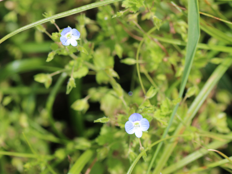 Veronica persica