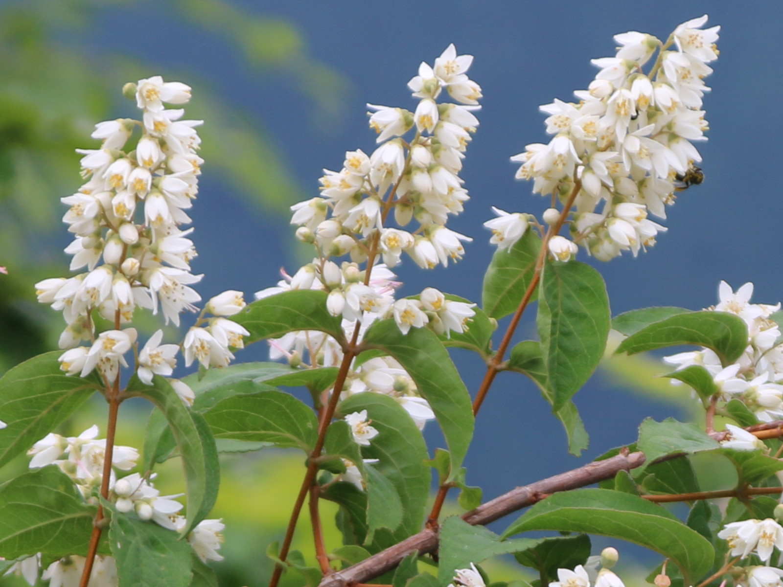 ウツギ Deutzia Crenata かぎけん花図鑑