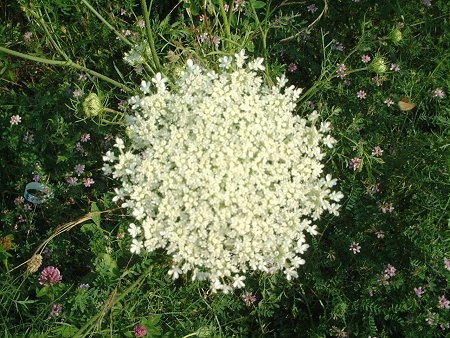 Daucus carota