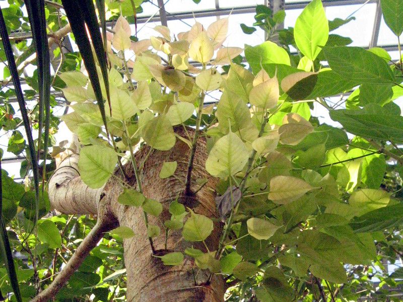 天竺菩提树| Ficus religiosa | 科技研花图画书