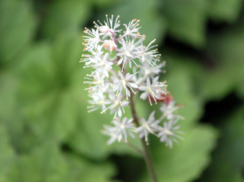 Actaea asiatic