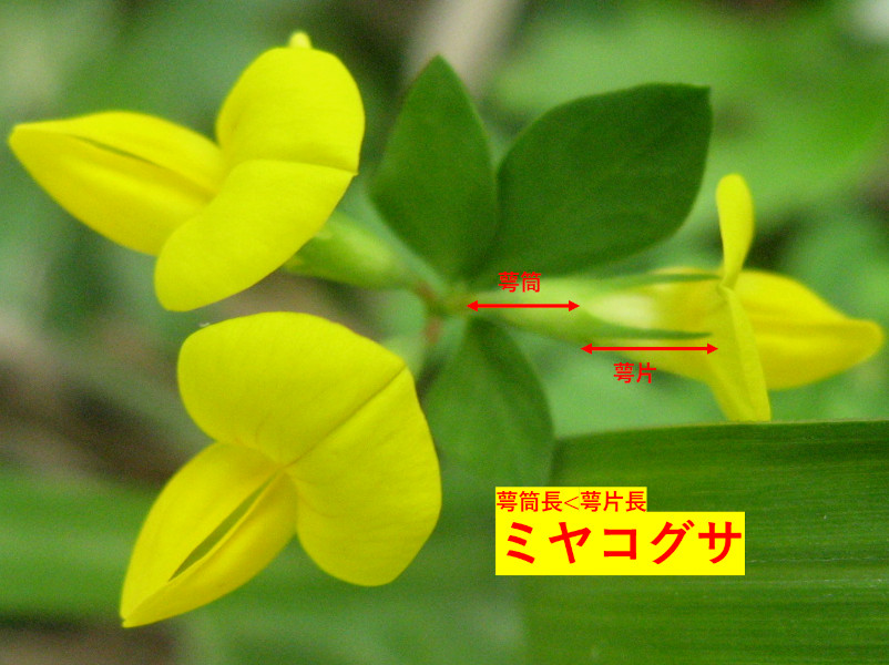 Lotus japonicus