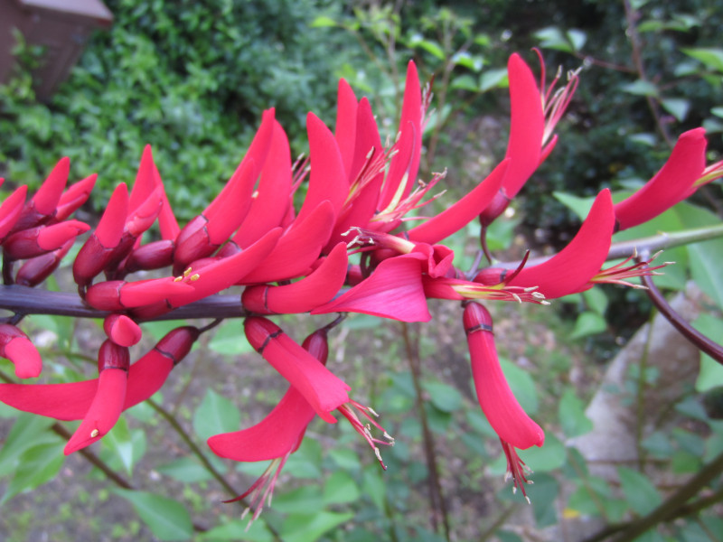 Coral tree