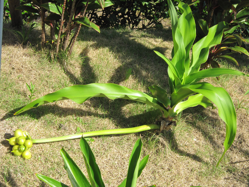  Crinum asiaticum var. japonicum