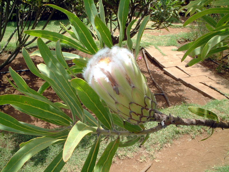 Protea coronata