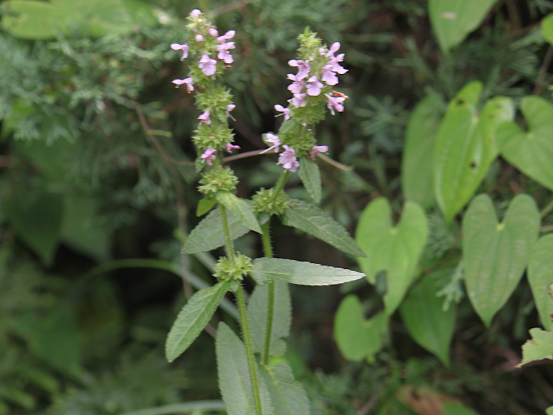 Stachys aspera var. hispidula