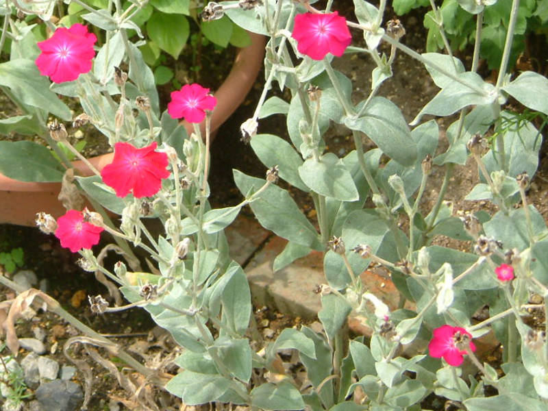 スイセンノウ Lychnis Coronaria かぎけん花図鑑