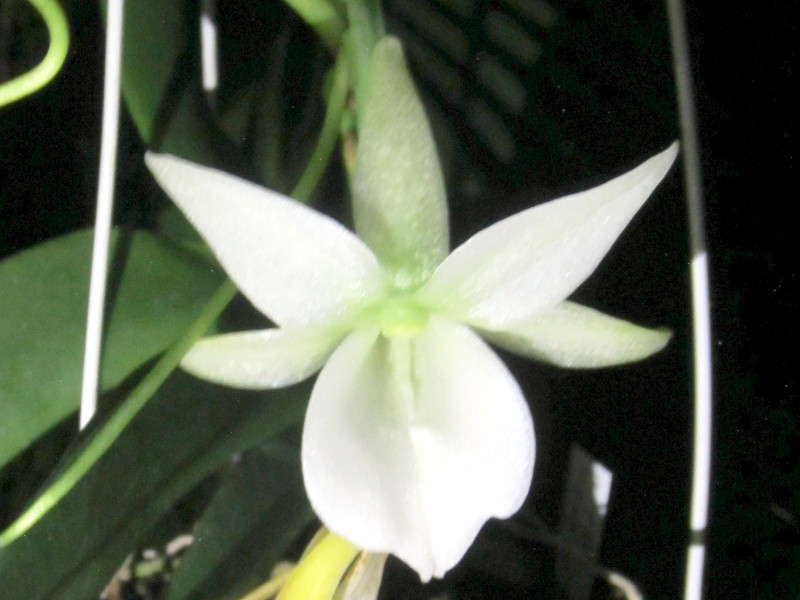 アングレカム レオニス Angraecum Leonis かぎけん花図鑑