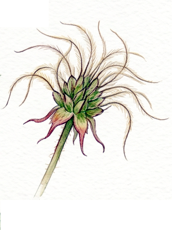Geum japonicum