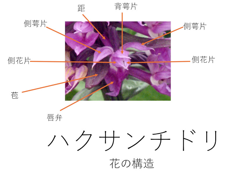 4月15日の誕生花、ハクサンチドリ(白山千鳥)