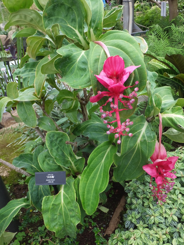 Medinilla magnifica