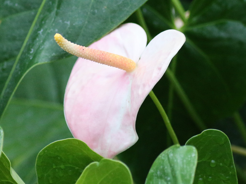 アンスリウム Anthurium Andraeanum かぎけん花図鑑