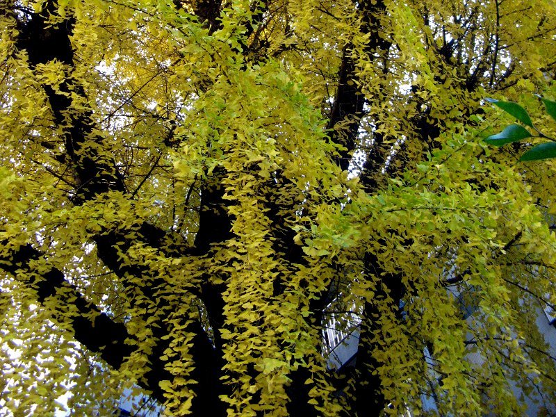 Ginkgo biloba tree