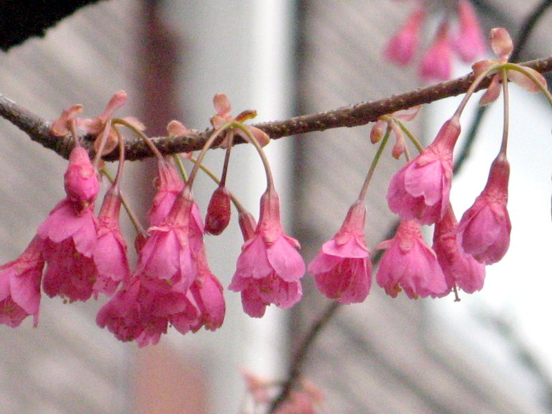 钟花樱花