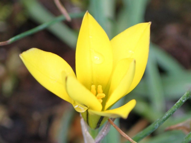 Ipheion sellowianum