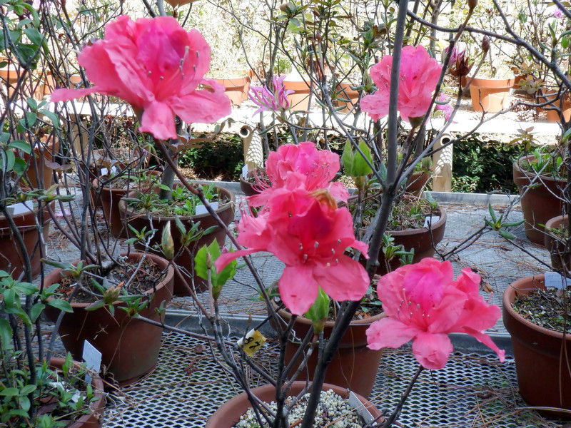 Rhododendron weyrichii