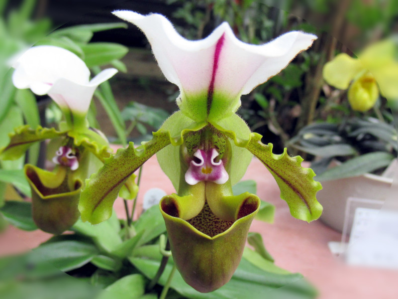 白旗兜兰 Paphiopedilum Spicerianum 科技研花图画书