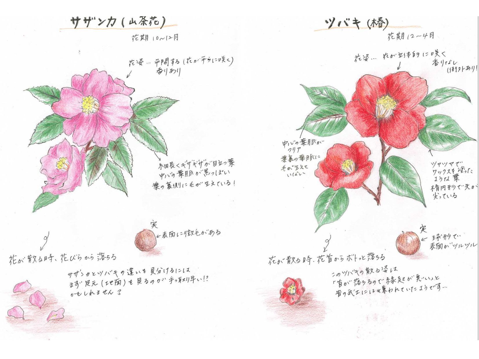 椿 Camellia Japonica かぎけん花図鑑