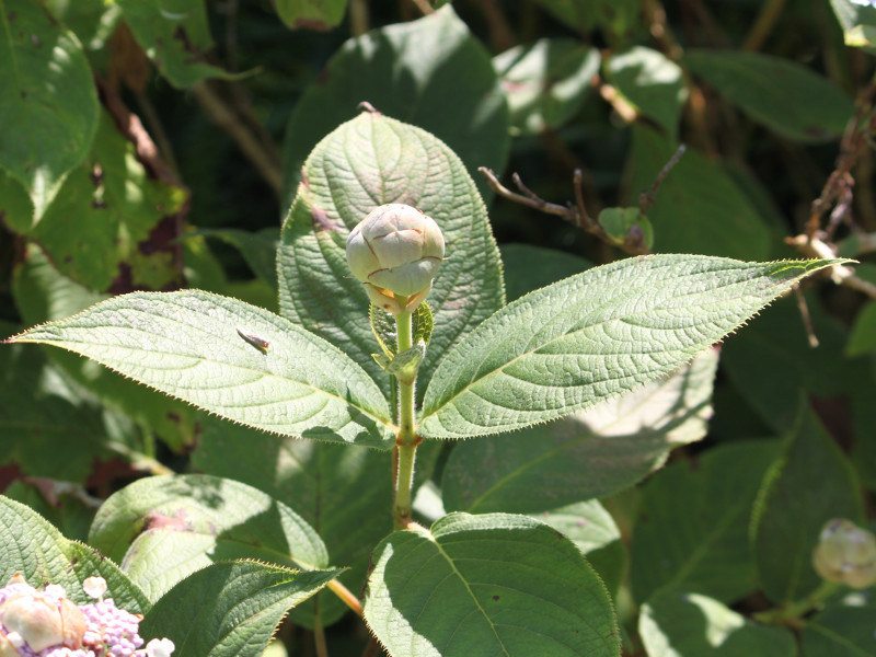 Tama hydrangea