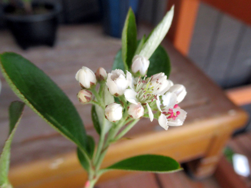 Pourthiaea villosa