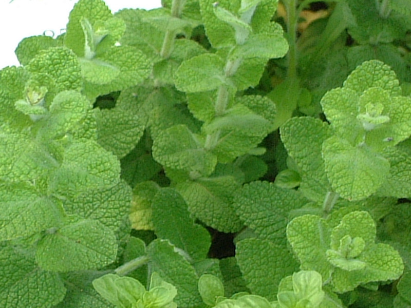 アップルミント Mentha Suaveolens かぎけん花図鑑