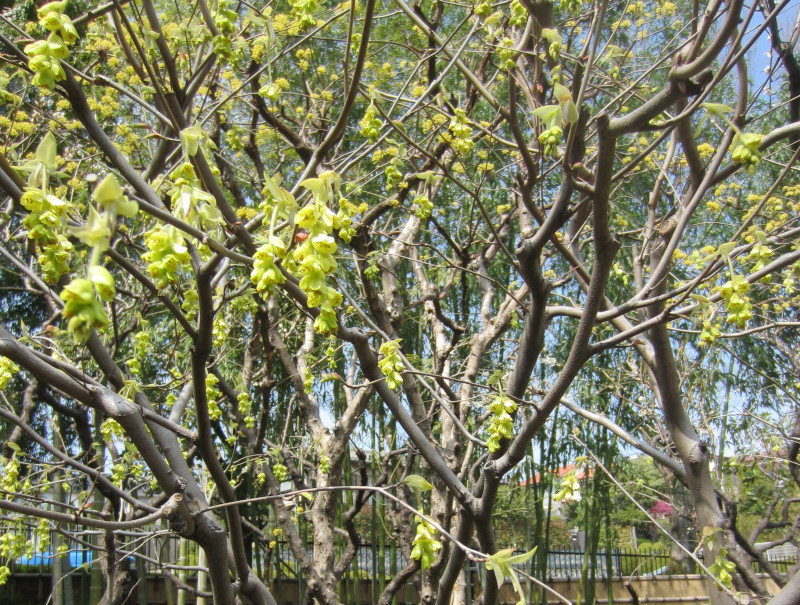 Corylopsis spicata