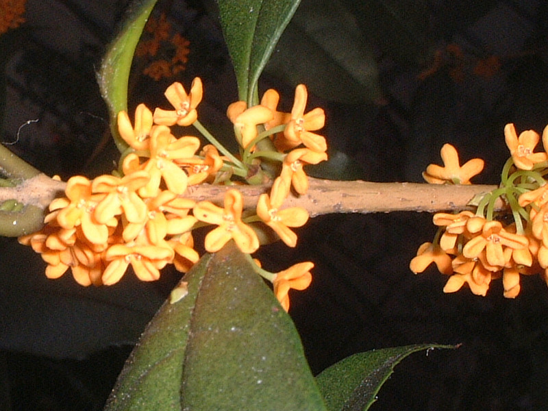 Osmanthus Aurantiacus Osmanthus Fragrans Var Flower Database