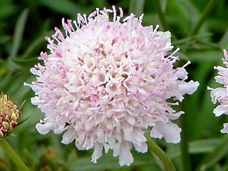 Scabiosa atropurpurea