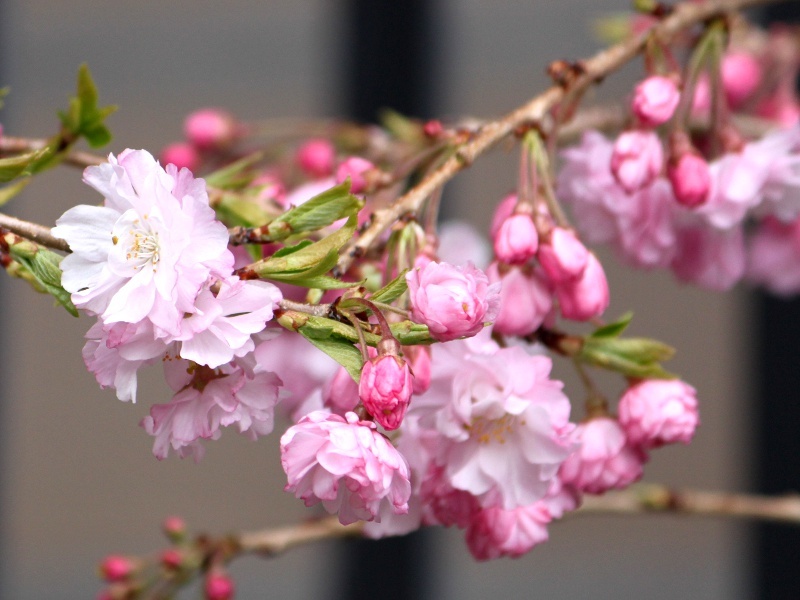 八重枝垂櫻 Prunus Pendula 科技研花图画书