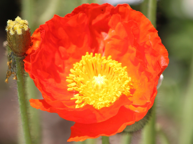 アイスランドポピー Papaver Nudicaule かぎけん花図鑑