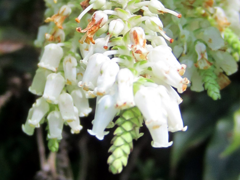 アメリカイワナンテン Leucothoe Catesbaei かぎけん花図鑑