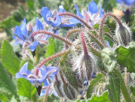 Borage