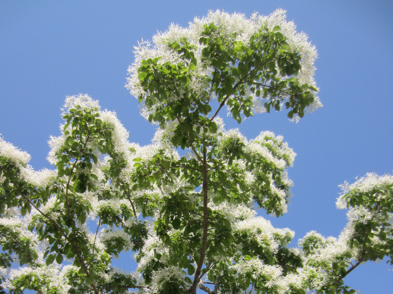 Chinese fringetree