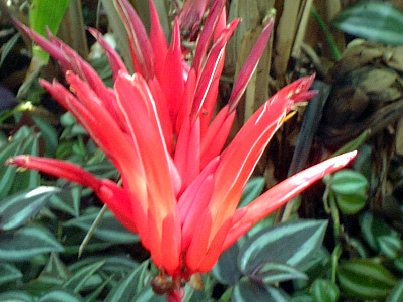 ハランアナナス Pitcairnia Corallina かぎけん花図鑑