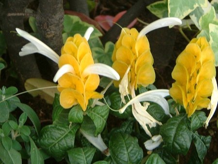 Pachystachys lutea