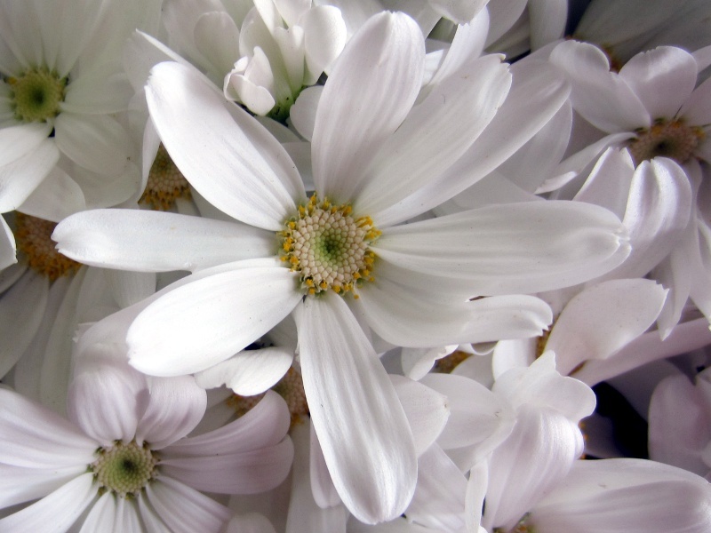 Florist's Cineraria